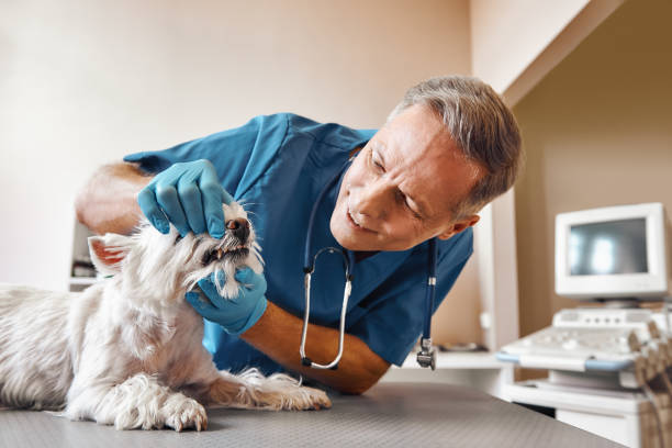 Best Emergency Denture Repair in Peebles, OH